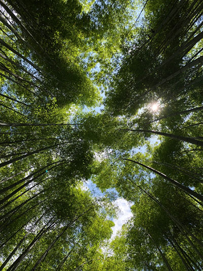 Looking up at the top of tall trees