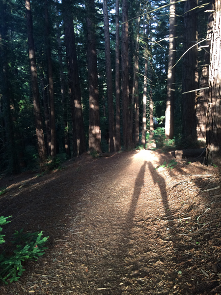 A clearing in a forest with trees in the background