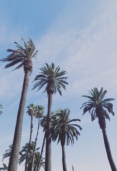 Palm trees in sky